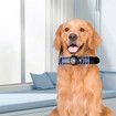 Bluetooth Pet Tracker Collar Dog Black