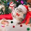 12 Day Christmas Countdown Calendar for Cat with Assorted Cat Toys, Interactive Christmas Catnip Toys Xmas Gifts