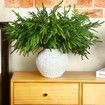 10 Pcs Christmas Norfolk Pine Branches, Norfolk Pine Artificial Christmas Branches DIY Crafts Faux Christmas Norfolk Pine Branches