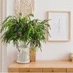 10 Pcs Christmas Norfolk Pine Branches, Norfolk Pine Artificial Christmas Branches DIY Crafts Faux Christmas Norfolk Pine Branches