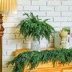 10 Pcs Christmas Norfolk Pine Branches, Norfolk Pine Artificial Christmas Branches DIY Crafts Faux Christmas Norfolk Pine Branches