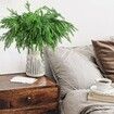 10 Pcs Christmas Norfolk Pine Branches, Norfolk Pine Artificial Christmas Branches DIY Crafts Faux Christmas Norfolk Pine Branches