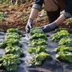 Weed Barrier Landscape Fabric, 6*100FT Heavy Duty Garden Weed Fabric, Woven PP Weed Control Fabric, Driveway Fabric, Geotextile Fabric for Landscaping, Ground Cover, Weed Blocker Weed Mat, Black