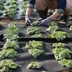 Non-Woven Geotextile Fabric 10x100FT 8OZ Ground Cover Weed Control Fabric, 3.0 x 30.5 m