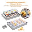 Fully Digital Automated 20 Egg Incubator with Hatching, Turning, and Candling Features for Chicken Quail Duck Poultry Bird