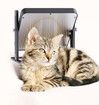 Pet Heater with Adjustable Height and Angle for Cats,Dogs,Chicks,Reptiles, Ideal use in chicken coops,brooders,other pet enclosure during cold weather