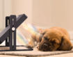 Pet Heater with Adjustable Height and Angle for Cats,Dogs,Chicks,Reptiles, Ideal use in chicken coops,brooders,other pet enclosure during cold weather