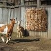Livestock Hay Feeder 24 Gallons Wall Mounted Goat Hay Rack for Horses