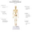 Full Body Skeleton Model DIY Human Organ Assembly Kit Educational Toy for Primary & Secondary Students Early Science Education