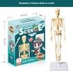 Full Body Skeleton Model DIY Human Organ Assembly Kit Educational Toy for Primary & Secondary Students Early Science Education