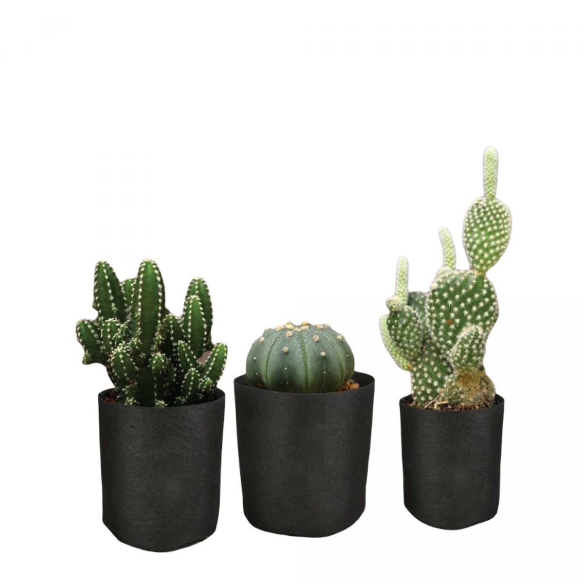 https://img.crazysales.com.au/products_pictures/3563/356398_3159870_F.jpg