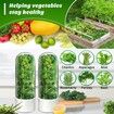 Cilantro Container for Fridge,Herb Saver,Herb Keeper for Cilantro,Basil,Asparagus,Parsley,Keeps Greens Vegetables for 2-3 Weeks (1PCS)