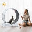 Cat Wheel Running Toy Exerciser Fitness Workout Treadmill Machine Indoor Feline Kitten Spinning Walking Training Kitty Play Gym Sports Circle Plastic