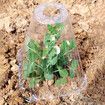 50 Pack Transparent Plant Seedling Protection Cover Agricultural Vegetable Seedlings