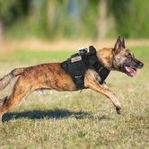 Tactical Dog Harness for Large Dog Harness with Handle No-Pull Service Dog Vest with Molle and Loop Panels Adjustable for Training Hunting Walking  M