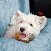 Car Dog Pet Seat Barriers Bed 124x45x49cm Universal Rear Pet Mat Washable All Season Oxford PP Cotton Hair Dirt Proof COL Lt.Blue