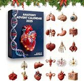 Christmas Anatomy Advent Calendar,24 Days of Human Anatomy-Themed Surprises,2D Medical themed artistic Christmas ornaments,Biology Holiday Calendar