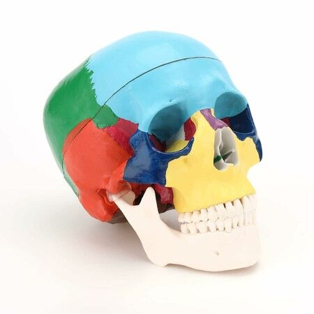 Human Skull Anatomical Model, Painted Medical Skull 3 Part Removable Skull Cap and Moving Jaw, Display Model for Medical Student Teaching, Asia