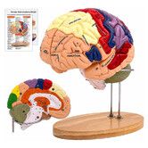 Human Brain Model 2X Life Size, Brain Anatomy Model for Neuroscience, 4 Part Detachable 3D Brain Model for Psychology Neuroscience Learning