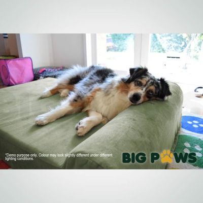 Big paws 2025 dog bed