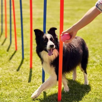 PAWISE Dog Training Exercise Equipment,Dog Agility Training Equipment,12pcs  Weave Poles Playground Equipment Outdoor
