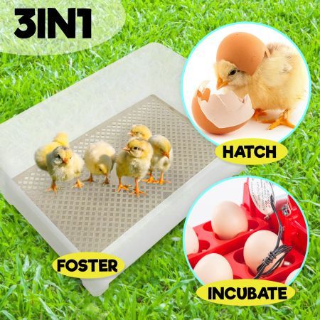 Eggs Digital Hatch Incubator Chicken Quail 12 Eggs Tray