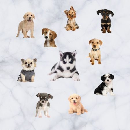 3D Wall Stickers Dogs PVC Self Adhesive Removable DIY Decoration mixed collections