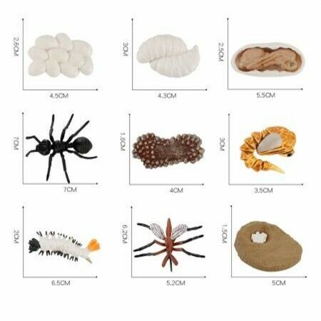 5 sets Realistic Life Growth Cycle of Salmon,chicken,ant, fog,turtle Educational Toys