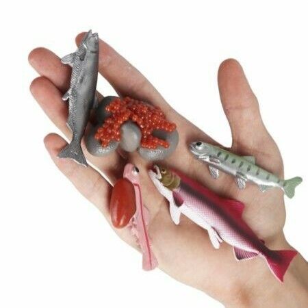 5 sets Realistic Life Growth Cycle of Salmon,chicken,ant, fog,turtle Educational Toys