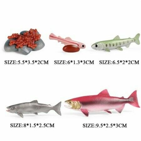 5 sets Realistic Life Growth Cycle of Salmon,chicken,ant, fog,turtle Educational Toys