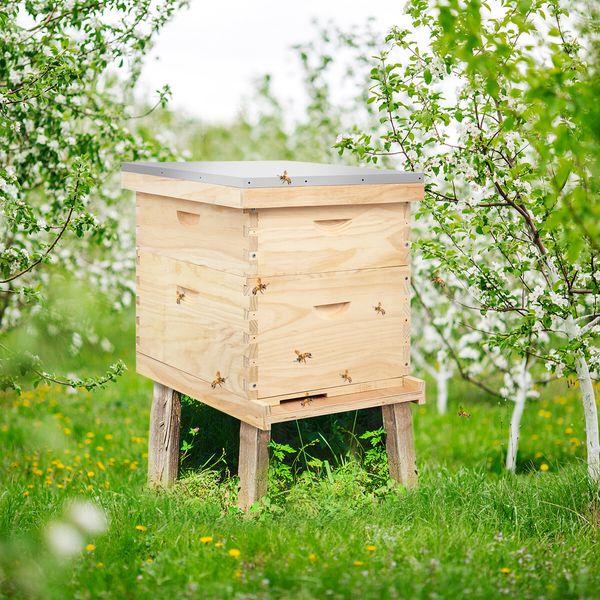 2 Layers Honey Bee Hive Box Beehive Kit Beekeeping Starter Set Backyard Wooden 20 Frame