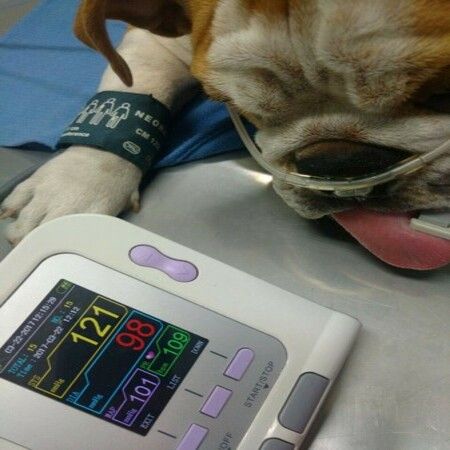 Veterinary Blood Pressure Monitor Dog/Cat/Pet Lamb Horse Electronic Sphygmomanometer With Software FDA cert.