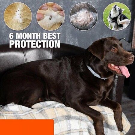 Flea Tick Collar for Dogs - 8 Months Protection - Hypoallergenic,65cm Adjustable And Waterproof Dog Collar (2Pack)