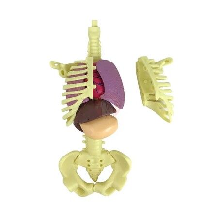 3D Human Body Anatomy Model Children Plastic DIY Skeleton Toy