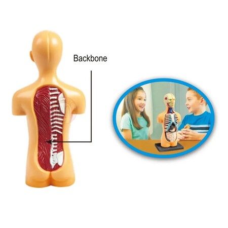 3D Human Body Anatomy Model Children Plastic DIY Skeleton Toy