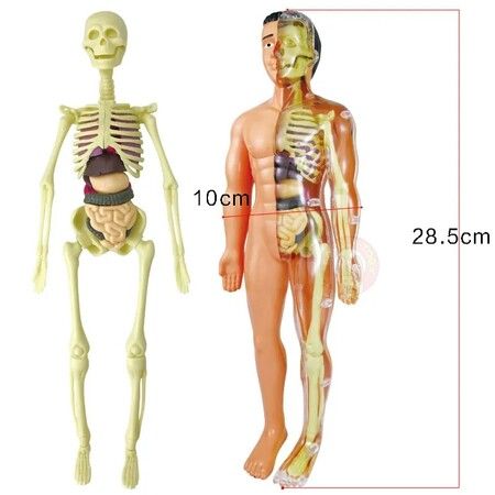 3D Human Body Anatomy Model Children Plastic DIY Skeleton Toy