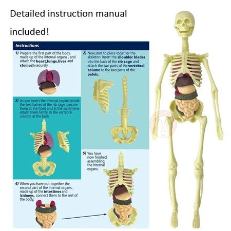 3D Human Body Anatomy Model Children Plastic DIY Skeleton Toy