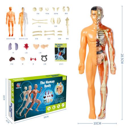 3D Human Body Anatomy Model Children Plastic DIY Skeleton Toy