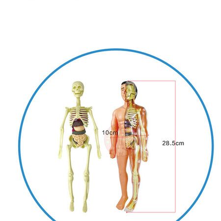 3D Human Body Anatomy Model Children Plastic DIY Skeleton Toy