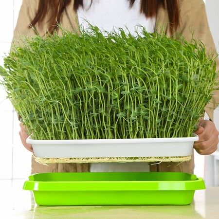 Seed Sprouter Tray BPA Free PP Soil-Free Big Capacity Healthy Wheatgrass Grower Sprouting Container Kit with Lid (2Pack,Green)