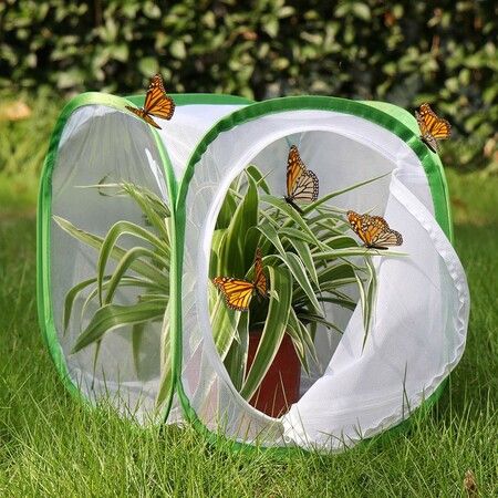 Insect and Butterfly Habitat Cage Terrarium Pop-up (Green,12 X 12 X 12 Inches)