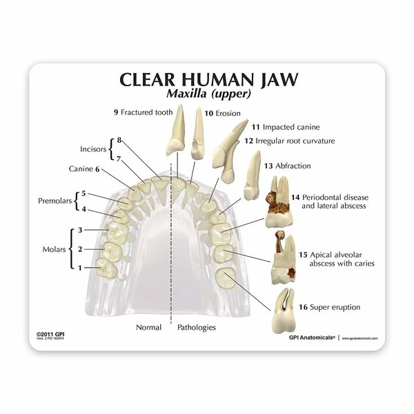 Clear Dental Model, Human Body Anatomy Replica of Jaw Teeth for Dentist Office Educational Tool