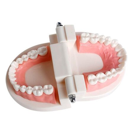 Dentures Dental Teeth Teaching Model Adult Gums Standard Demonstration Tool for Kindergarten Brushing Teaching