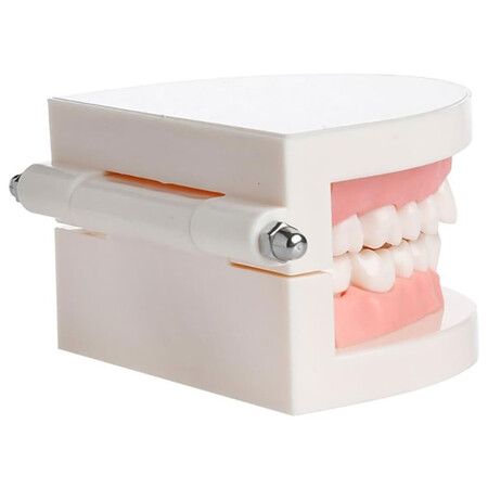 Dentures Dental Teeth Teaching Model Adult Gums Standard Demonstration Tool for Kindergarten Brushing Teaching