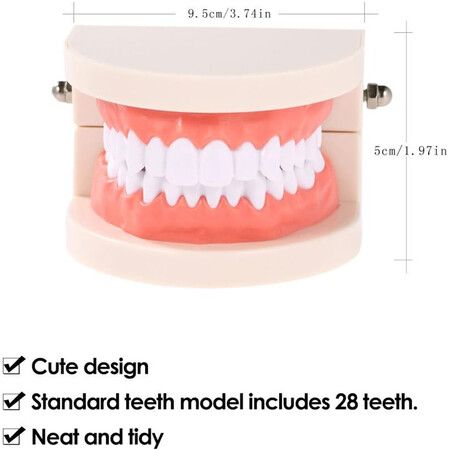 Dentures Dental Teeth Teaching Model Adult Gums Standard Demonstration Tool for Kindergarten Brushing Teaching