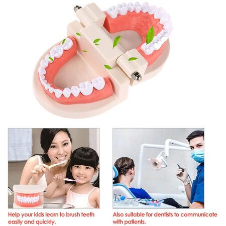 Dentures Dental Teeth Teaching Model Adult Gums Standard Demonstration Tool for Kindergarten Brushing Teaching