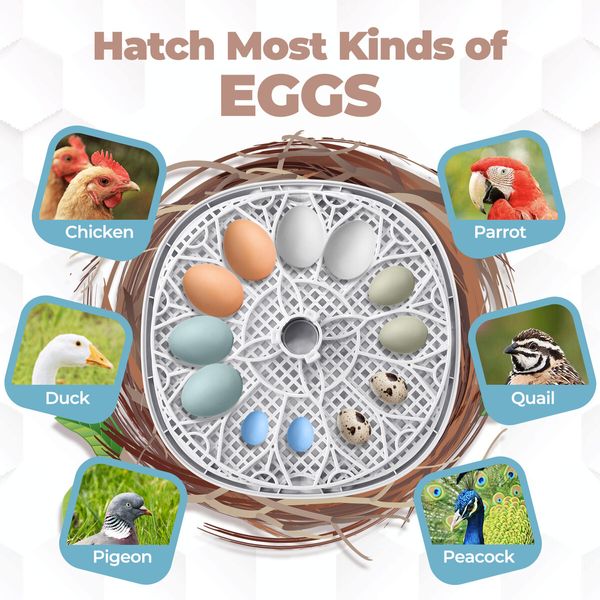 12 Eggs Incubator Automatic Hatching Chicken Quail Duck Hatcher Turner Transparent Humidity Temperature Control