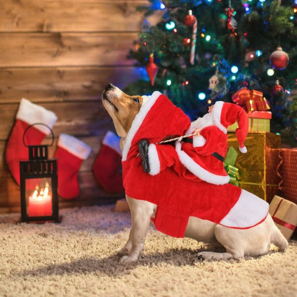 Santa Dog Costume Christmas Pet Clothes Santa Claus Riding Pet Cosplay Costumes Party Dressing up Dogs Cats Outfit for Small Medium Large Dogs Cats Size:M (Neck:11.8-15" Chest:18.1-22.4")