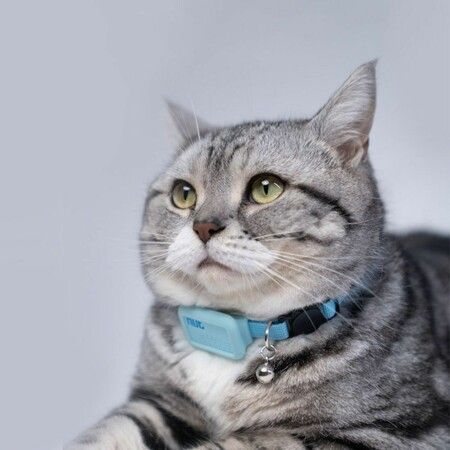Safety Smart Tracker Locating GPS Location Collar Pet Locator For Cats And Dogs