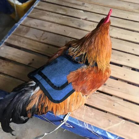 1pc Chicken Saddles Birds Chicken Dress with Adjustable Strap Male Hen Saddle Birds Back Sides Protector for Chicken Birds Color Red